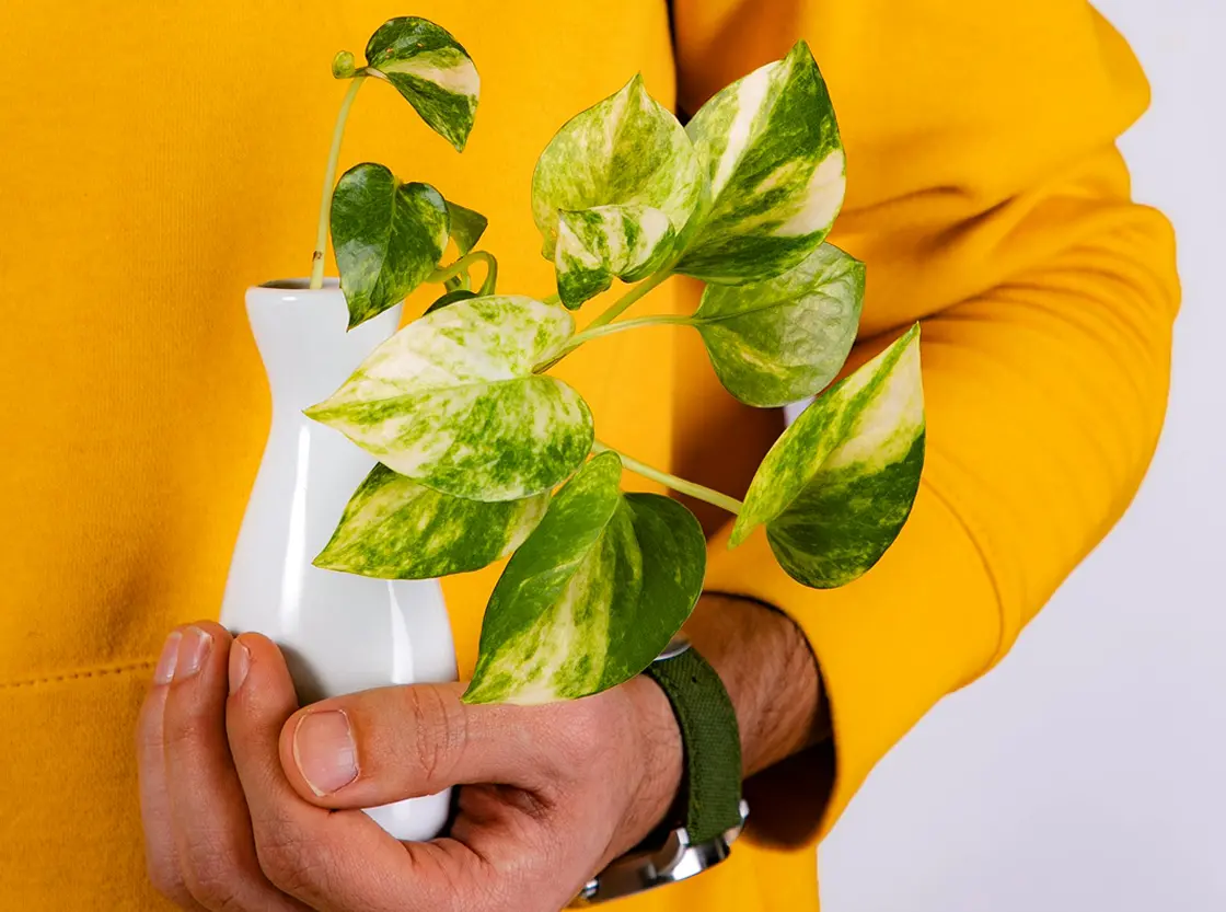 Green Zone – Geheimwaffe für Ihr Budget.